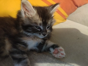  Wunderschöne Maine Coon Kitten suchen ein Zuhause Bild 5