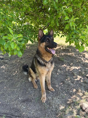 Wurfankündigung Reinrassige Deutsche Schäferhunde !