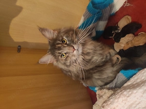 Wunderschöne Maine-Coon-Mix Kitten  Bild 10