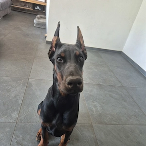 Dobermannmädchen 8 Monate 