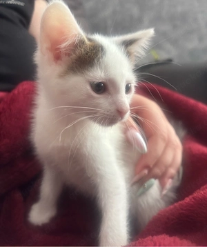 1 kater sucht noch seine familie Bild 3
