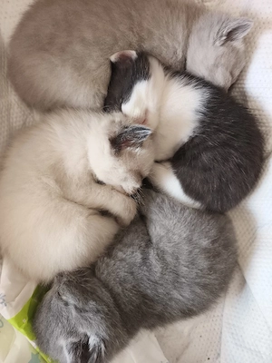 BKH KİTTEN neue Familie suchen 