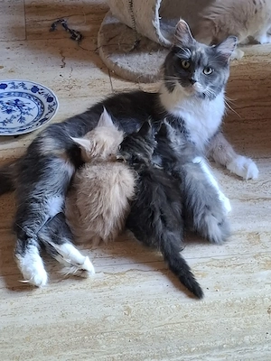Niedliche Maincoon Babys  Bild 9