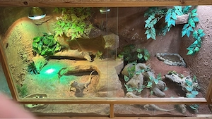 bartagame 