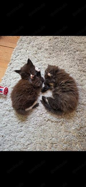 Maine Coon Kitten 