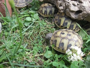 Griechische Landschildkröten   Nachzuchten 2025