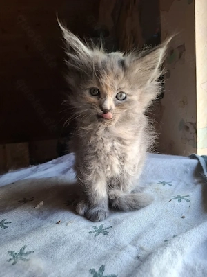 Niedliche Maincoon Babys  Bild 3