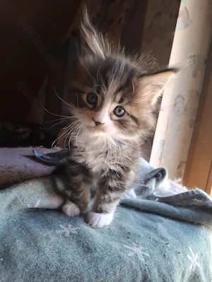 Niedliche Maincoon Babys  Bild 4