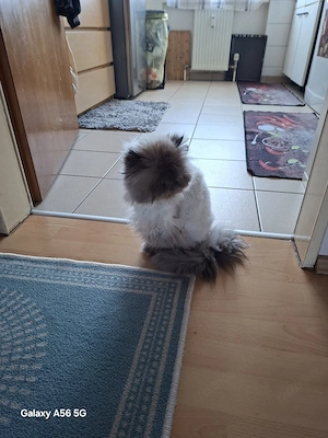 kleine perser dame sucht ein liebes zuhause 