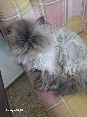 kleine perser dame sucht ein liebes zuhause  Bild 2