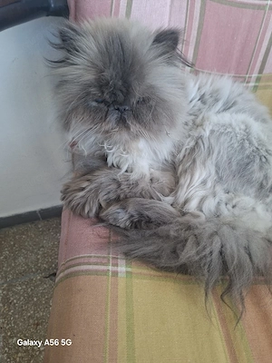kleine perser dame sucht ein liebes zuhause  Bild 4