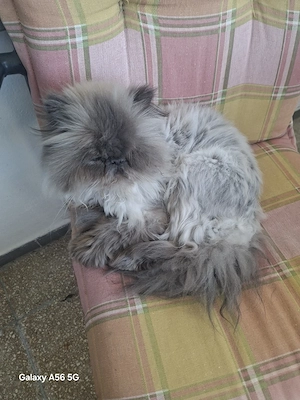 kleine perser dame sucht ein liebes zuhause  Bild 3