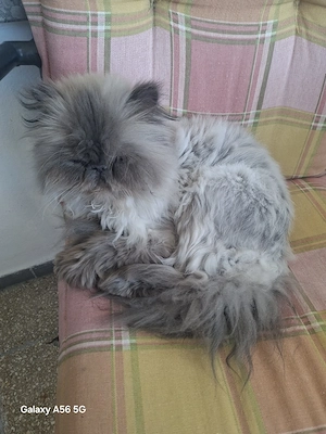 kleine perser dame sucht ein liebes zuhause  Bild 5