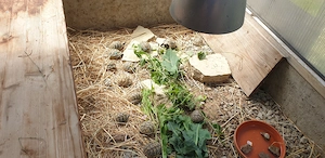 kleine griechische Landschildkröten