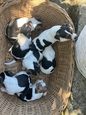 Süsse Jack-Russell Welpen Tri-Color aus liebevoller Hobbyzucht