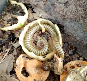 spiristreptus gregorius, Tausendfüßer 