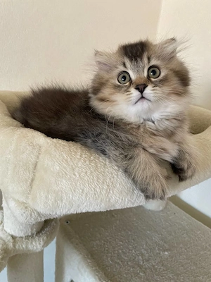 Flauschige kleine langhaarige Prinzessin