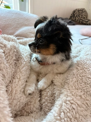16 wochen altes chihuahua mix mädchen sucht zuhause 