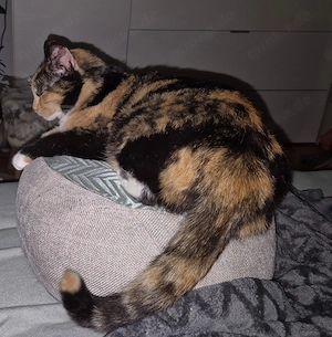 Aria & Cleo   sensibles Katzenpaar sucht ruhiges Zuhause (Haar bei München)