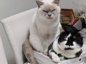 BKH Katze 