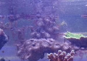 Zoanthus Alien Invasion Meerwasser Krustenanemone 
