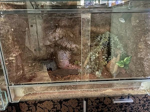 leopardgecko babys 