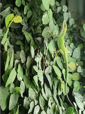 Rotkehl Anolis Gruppe 1 Bock 3 Mädels   Anolis carolinensis