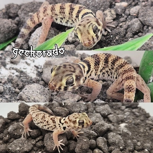 0.0.3 Wundergeckos - Teratoscincus Roborowskii 