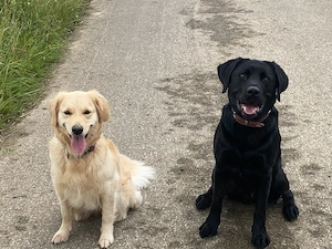 Nala und Sam suchen ein neues Zuhause