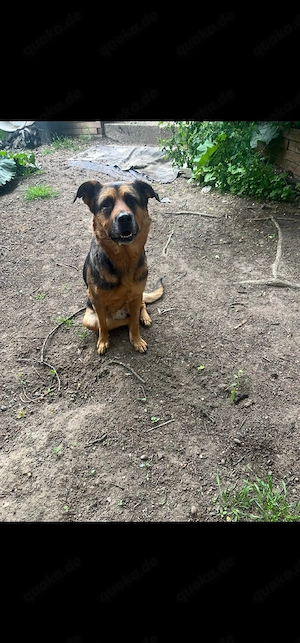 Schäferhund rotweiler mix Hündin 