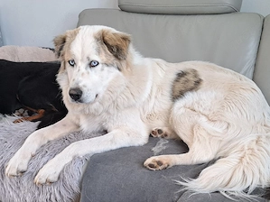 Balu möchte ankommen 