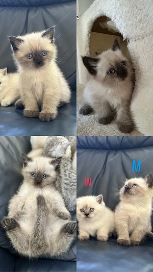 bkh kitten suchen neue zuhausw 