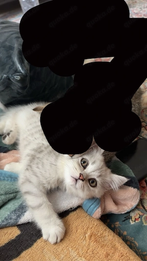 Katze zu verkaufen (Weiblich)