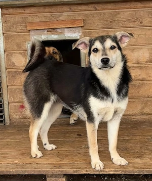 Nelly  - Hündin in Sascut  Bild 2