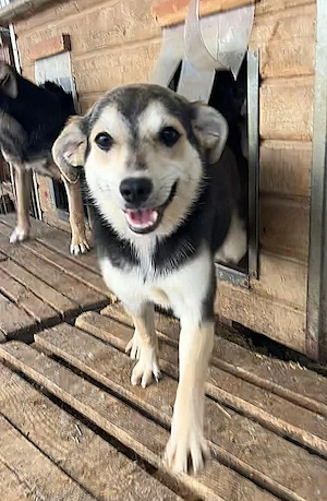Nelly  - Hündin in Sascut  Bild 8