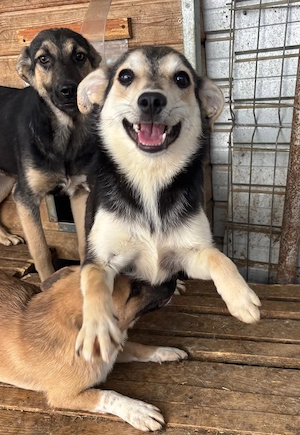 Nelly  - Hündin in Sascut  Bild 5