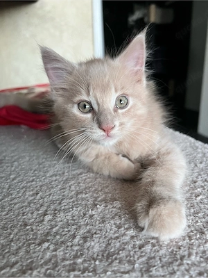 Wundervolle Maine Coon Kitten Bild 5