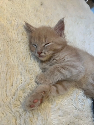 Wundervolle Maine Coon Kitten Bild 4
