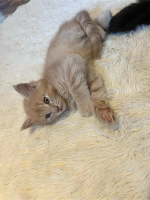 Wundervolle Maine Coon Kitten Bild 6