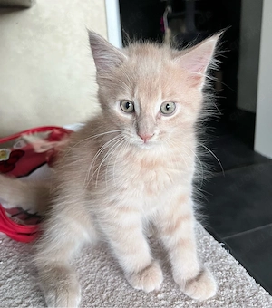 Wundervolle Maine Coon Kitten Bild 3