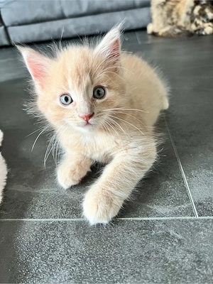 Wundervolle Maine Coon Kitten Bild 7