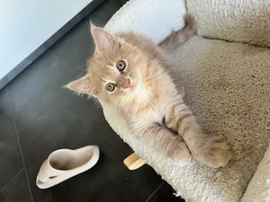 Wundervolle Maine Coon Kitten Bild 2
