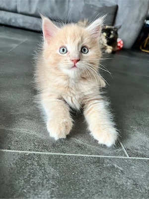 Wundervolle Maine Coon Kitten