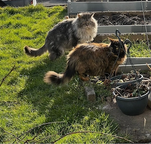 Wundervolle Maine Coon Kitten Bild 8