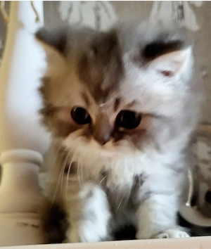 Britische langhaar kitten. Abgabebereit!
