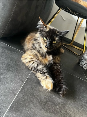 Wundervolle Maine Coon Kitten Bild 10