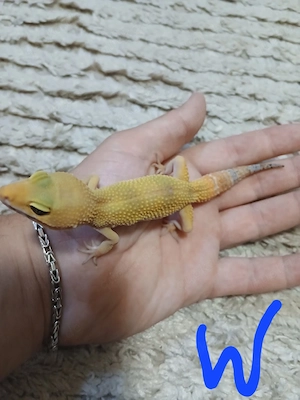 leopardgeckos mänlich weiblich