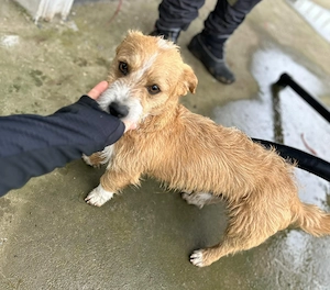 Manolito - kleiner junger Rüde in Mangalia  Bild 10