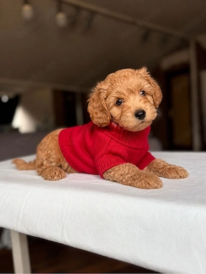 Maltipoo Welpe sucht neues zuhause 