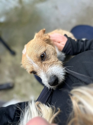 Manolito - kleiner junger Rüde in Mangalia  Bild 9